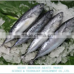 2016 Best Price Frozen Whole Round Bonito Fish for Sale thumbnail-1