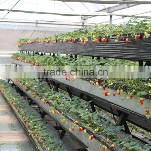 Wholesale Multi-span Low Cost Agricultural Greenhouse thumbnail-2