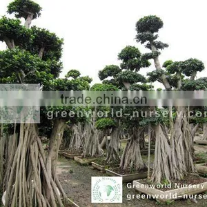 Ficus Microcarpa Huge Size thumbnail-1
