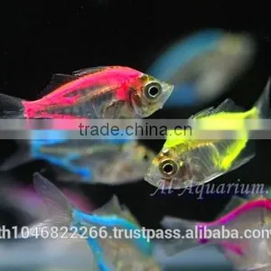 Glass Fish Mix Color For Sale / Ornamental Fish International Exporter thumbnail-1