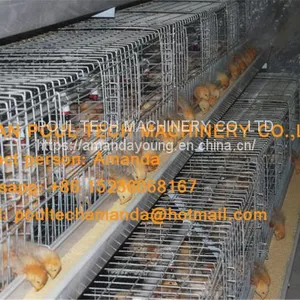 Kuwait Chicken Farming Chicken Supplier A Type Pullet Cage & Day Old Chick Cage Equipment With 90-200 Chicken thumbnail-2