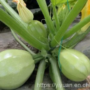 Early Maturity Zucchini Seed Round Green F1 Hybrid Squash/zucchini Seeds No.80 thumbnail-1