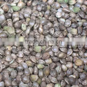 Hemp Seed thumbnail-2