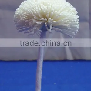 Sola Flower thumbnail-2