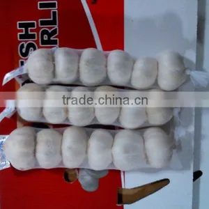 Snow White/pure White Garlic thumbnail-2