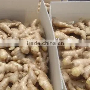 New Crop Drying Ginger With High Quality thumbnail-1
