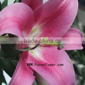 Reasonable Price Spray Lily Natural Flowers With 1.7~3.5KG/Bundle Tiger Lily Silk Flowers Blue Named As Fresh Cut Lily Robina Fr thumbnail-4
