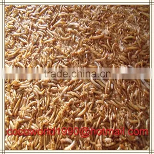 How to Dry Mealworms/how to Raise Mealworms for Birds/what do You Feed Mealworms thumbnail-6