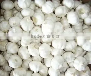 Beautiful Quality Chinese Pure White Garlic 2016 Crop thumbnail-4