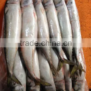 Fish Production China Frozen Fish Mackerel thumbnail-1