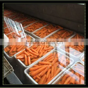 China Red Carrot thumbnail-1