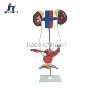 Human Female Urogenital System thumbnail-1