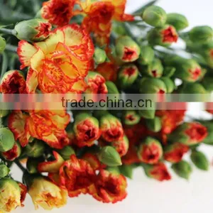 High Quality Fresh Carnation Flowers for Wholesale thumbnail-3