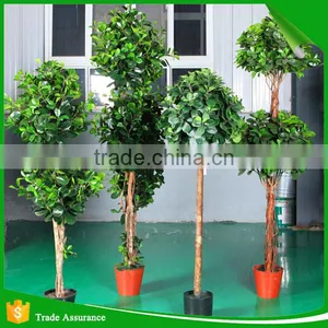 Mini Bonsai Artificial Ficus Trees thumbnail-1