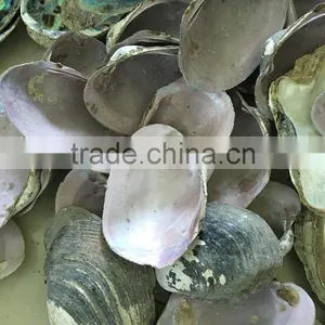 Raw American Pink Shell thumbnail-2