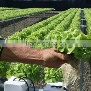 Trade Assurance Supplier Greenhouse Hydroponics System thumbnail-5