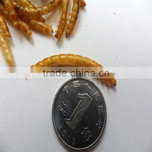 High Quality Tenebrio Moliter for Sale thumbnail-2