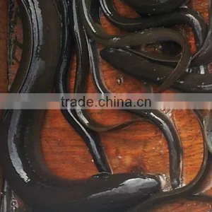 Live Eel (anguilla Rostrata) thumbnail-1