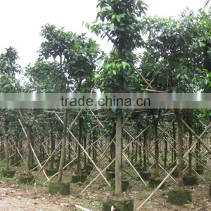 Ficus Altissima Potted for Outdoor Plants thumbnail-3