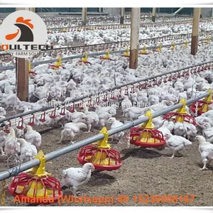 Mexico Brooding Room Poultry Farm Equipment Broiler Floor Raising System & Chicken Deep Litter System With Automatic Drinking & Feeding Pan System in Chicken Coop thumbnail-2