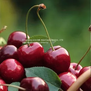 What Kind of License do You Need to Import Cherries? thumbnail-1