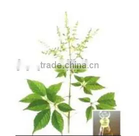 Vitex Oil thumbnail-3