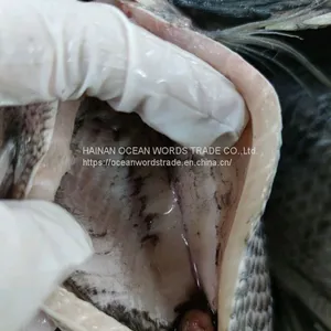 Tilapia Gutted and Scaled 350-550 thumbnail-2