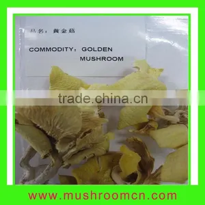 Golden Oyster Mushroom thumbnail-1