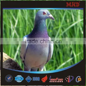 MDR6 2015 Top Quality Fancy Benzing Pigeon Ring Making Quality Choice thumbnail-1