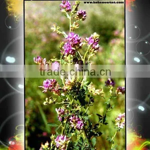 Alfalfa thumbnail-1