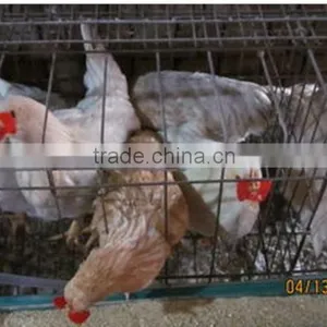 Poultry Glasses Protective Glasses Chicken Glasses Eye Glasses thumbnail-4