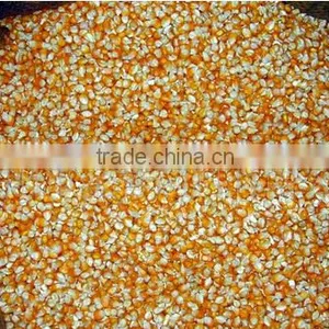 Bulk Yellow Feed Corn thumbnail-1