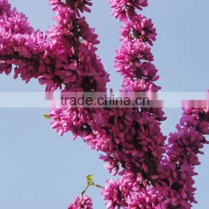 2016 High Germination Rate Chinese Redbud Seeds For Planting thumbnail-1