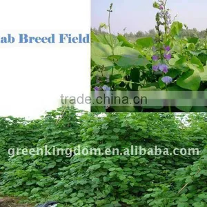 Goose Loved Forage Plant Lablab Bean Seed thumbnail-1