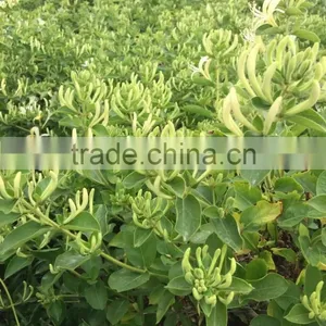 Honeysuckle(medicine) thumbnail-4