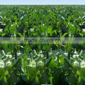 Fresh Horseradish Seasoning Chips thumbnail-6