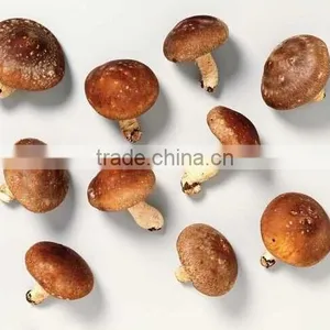 Hot Sale Log White Flower Mushroom / Dry Shiitake /hot Sale Dried Mushroom thumbnail-6