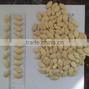 Wholesale China Shine Skin Pumpkin Seeds thumbnail-6