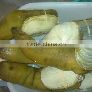 Live Geoduck (canadian) thumbnail-4