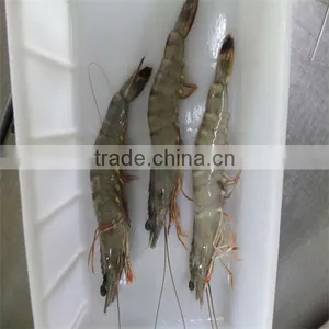 Frozen Lime Shrimp thumbnail-1