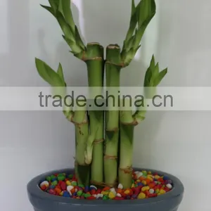 Lucky Bamboo Dracaena Sanderiana Wholesale Mini Plant thumbnail-1