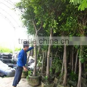 Ficus Nitida Rooted and Potted Trees thumbnail-1
