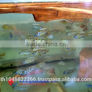 Malawi Cichlid Fish Farm for Sale and Export thumbnail-5
