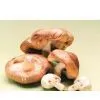 Sell Champignon Mushroom thumbnail-1