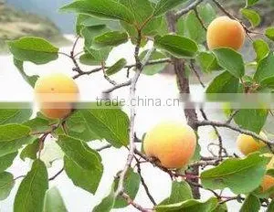 Semen Armeniacae /Semen Armeniacae Amarum/CAS NO: 29883-15-6 thumbnail-1