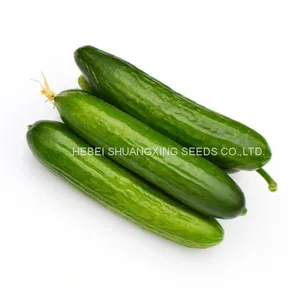 Early Maturity Hybrid Cucumber Seeds for Sale thumbnail-2