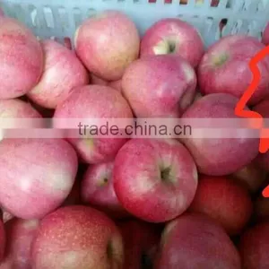 Chinese Qinguan Apple From Shanxi Province thumbnail-4