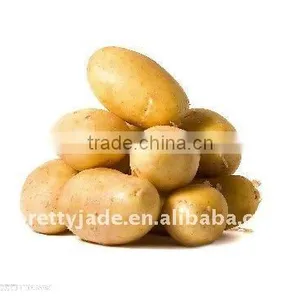 Fresh Holland Potato thumbnail-1