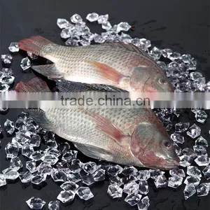 Black Tilapia Whole Round thumbnail-1