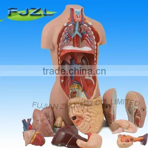 Human Budget Sexless Torso Model With 12 Parts thumbnail-1